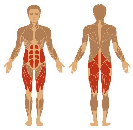 Kniebeugen Muskeln schematisch